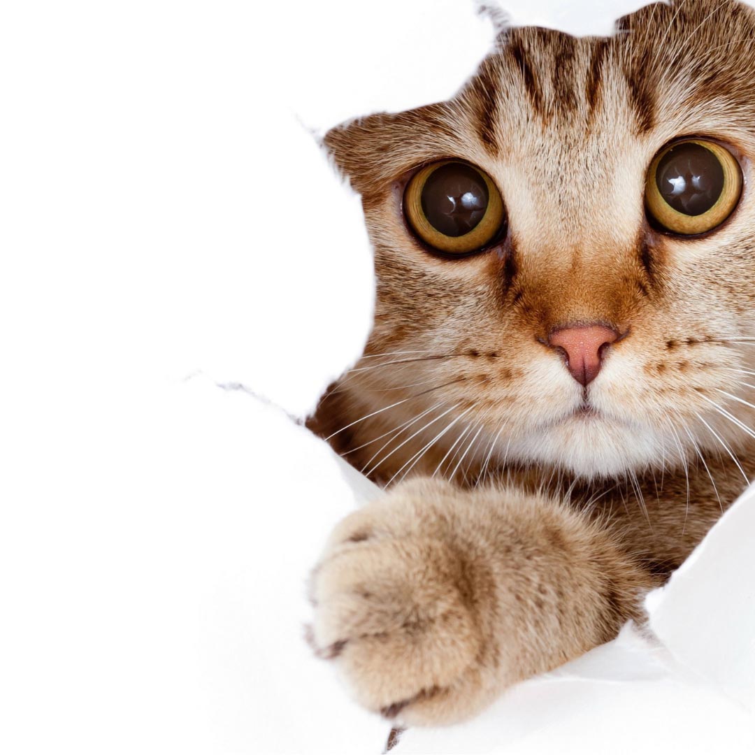 From Furballs to Lawsuits From Furballs to Lawsuits